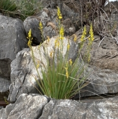 Bulbine glauca at Paddys River, ACT - 2 Sep 2022