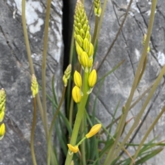 Bulbine glauca at Paddys River, ACT - 2 Sep 2022 03:38 PM