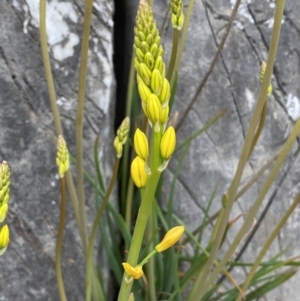 Bulbine glauca at Paddys River, ACT - 2 Sep 2022