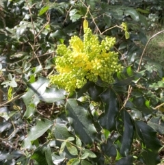 Berberis aquifolium (Oregon Grape) at Cotter Reserve - 2 Sep 2022 by Steve_Bok