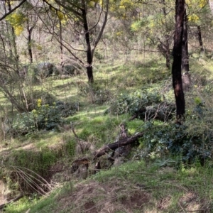 Berberis aquifolium at Coree, ACT - 2 Sep 2022