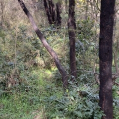 Berberis aquifolium at Coree, ACT - 2 Sep 2022