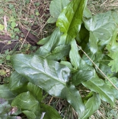 Arum italicum (Italian Arum) at Coree, ACT - 2 Sep 2022 by Steve_Bok