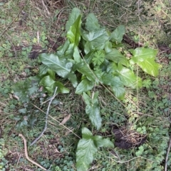 Arum italicum at Coree, ACT - 2 Sep 2022