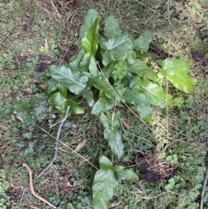 Arum italicum at Coree, ACT - 2 Sep 2022