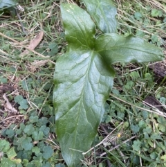 Arum italicum at Coree, ACT - 2 Sep 2022 02:51 PM