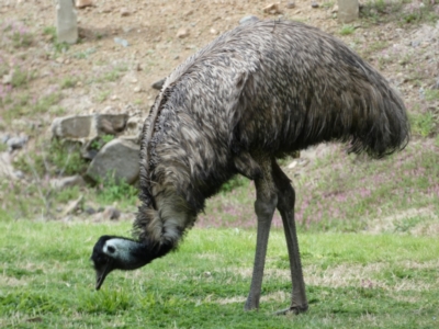 Dromaius novaehollandiae (Emu) at Coree, ACT - 2 Sep 2022 by SteveBorkowskis