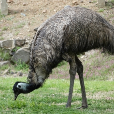 Dromaius novaehollandiae (Emu) at Cotter Reserve - 2 Sep 2022 by Steve_Bok