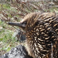 Tachyglossus aculeatus (Short-beaked Echidna) at Cotter Reservoir - 2 Sep 2022 by Steve_Bok