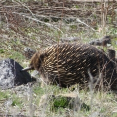 Tachyglossus aculeatus at Paddys River, ACT - 2 Sep 2022