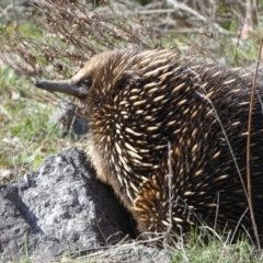 Tachyglossus aculeatus at Paddys River, ACT - 2 Sep 2022