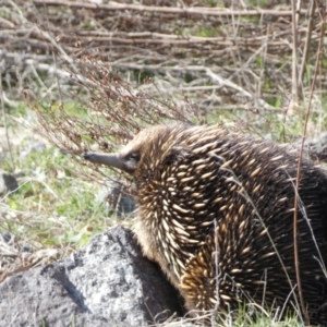 Tachyglossus aculeatus at Paddys River, ACT - 2 Sep 2022