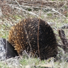 Tachyglossus aculeatus at Paddys River, ACT - 2 Sep 2022 02:47 PM