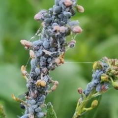 Brevicoryne brassicae (Cabbage Aphid) at Mount Mugga Mugga - 2 Sep 2022 by Mike