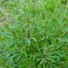 Galium aparine (Goosegrass, Cleavers) at Mount Mugga Mugga - 2 Sep 2022 by Mike