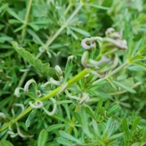 Galium aparine at O'Malley, ACT - 2 Sep 2022 04:28 PM