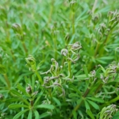 Galium aparine at O'Malley, ACT - 2 Sep 2022