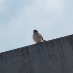 Falco cenchroides (Nankeen Kestrel) at Cotter Reserve - 2 Sep 2022 by Steve_Bok