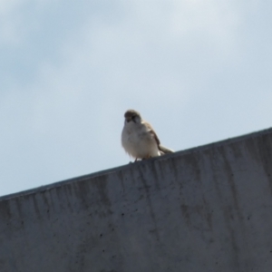 Falco cenchroides at Paddys River, ACT - 2 Sep 2022 02:57 PM