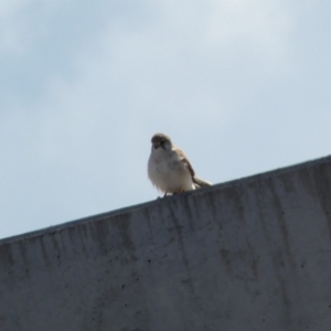Falco cenchroides at Paddys River, ACT - 2 Sep 2022