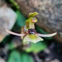 Chiloglottis trapeziformis (Diamond Ant Orchid) at Acton, ACT - 2 Sep 2022 by RobG1