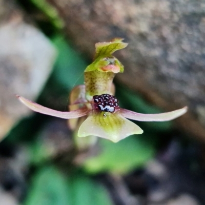 Chiloglottis trapeziformis (Diamond Ant Orchid) at Acton, ACT - 2 Sep 2022 by RobG1