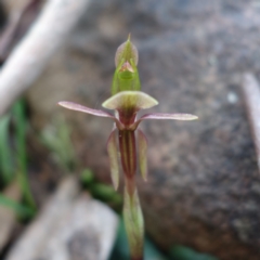 Chiloglottis trapeziformis at Acton, ACT - suppressed