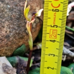 Chiloglottis trapeziformis at Acton, ACT - suppressed