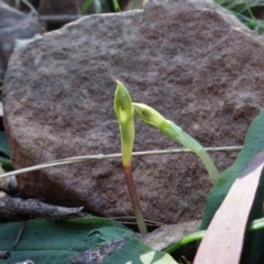 Chiloglottis trapeziformis at Acton, ACT - suppressed