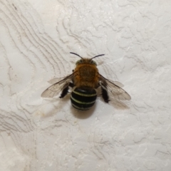 Amegilla (Zonamegilla) asserta (Blue Banded Bee) at McKellar, ACT - 13 Feb 2022 by Amata