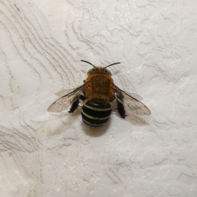 Amegilla (Zonamegilla) asserta (Blue Banded Bee) at McKellar, ACT - 13 Feb 2022 by Birdy