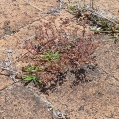 Polycarpon tetraphyllum (Four-leaf Allseed) at McKellar, ACT - 13 Feb 2022 by Birdy