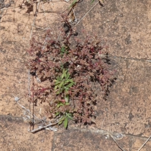 Polycarpon tetraphyllum at McKellar, ACT - 13 Feb 2022