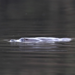 Ornithorhynchus anatinus (Platypus) at Tidbinbilla Nature Reserve - 31 Aug 2022 by HappyWanderer