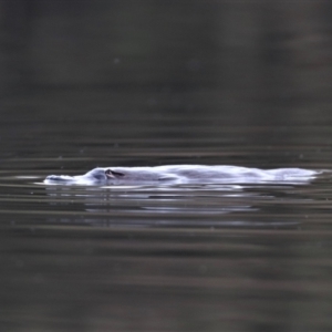 Ornithorhynchus anatinus at Paddys River, ACT - 31 Aug 2022 06:44 PM