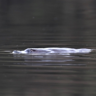 Ornithorhynchus anatinus (Platypus) at Paddys River, ACT - 31 Aug 2022 by HappyWanderer