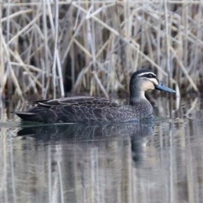 Anas superciliosa (Pacific Black Duck) at Tidbinbilla Nature Reserve - 31 Aug 2022 by HappyWanderer
