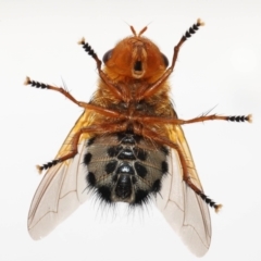 Microtropesa sinuata (A bristle fly) at Evatt, ACT - 2 Sep 2022 by TimL