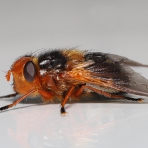 Microtropesa sinuata at Evatt, ACT - 2 Sep 2022