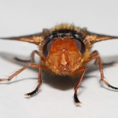 Microtropesa sinuata at Evatt, ACT - 2 Sep 2022