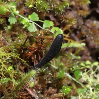 Geoglossum (Earth tongue) at Tidbinbilla Nature Reserve - 18 Aug 2022 by TimL