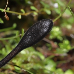 Geoglossum sp. (genus) at Paddys River, ACT - 18 Aug 2022