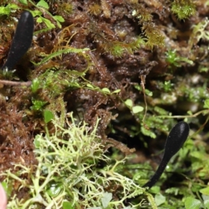 Geoglossum sp. (genus) at Paddys River, ACT - 18 Aug 2022