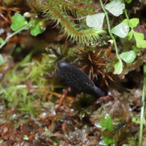 Geoglossum sp. (genus) at Paddys River, ACT - 18 Aug 2022