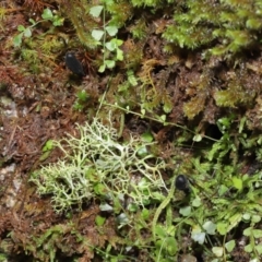 Geoglossum sp. (genus) at Paddys River, ACT - 18 Aug 2022