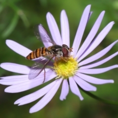 Unidentified Hover fly (Syrphidae) at Wellington Point, QLD - 25 Aug 2022 by TimL