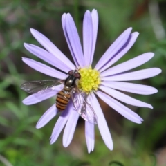 Episyrphus viridaureus at Wellington Point, QLD - 25 Aug 2022