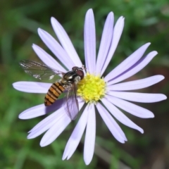 Episyrphus viridaureus at Wellington Point, QLD - 25 Aug 2022