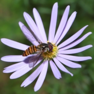 Episyrphus viridaureus at Wellington Point, QLD - 25 Aug 2022