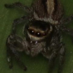 Maratus scutulatus (A jumping spider) at Murrumbateman, NSW - 28 Aug 2022 by amiessmacro